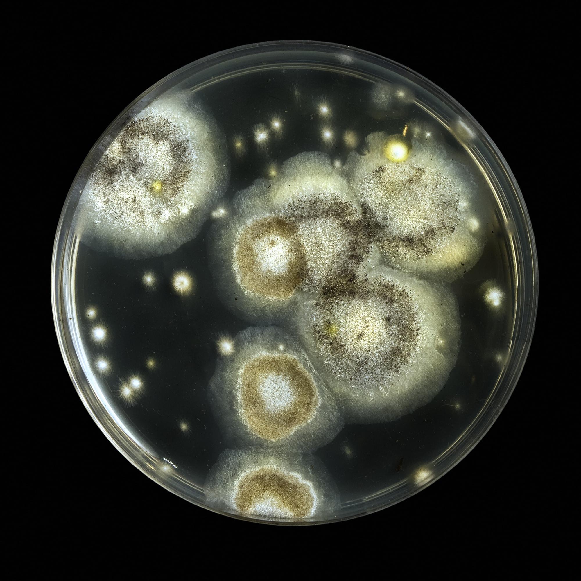 Petri dish with moulds growing