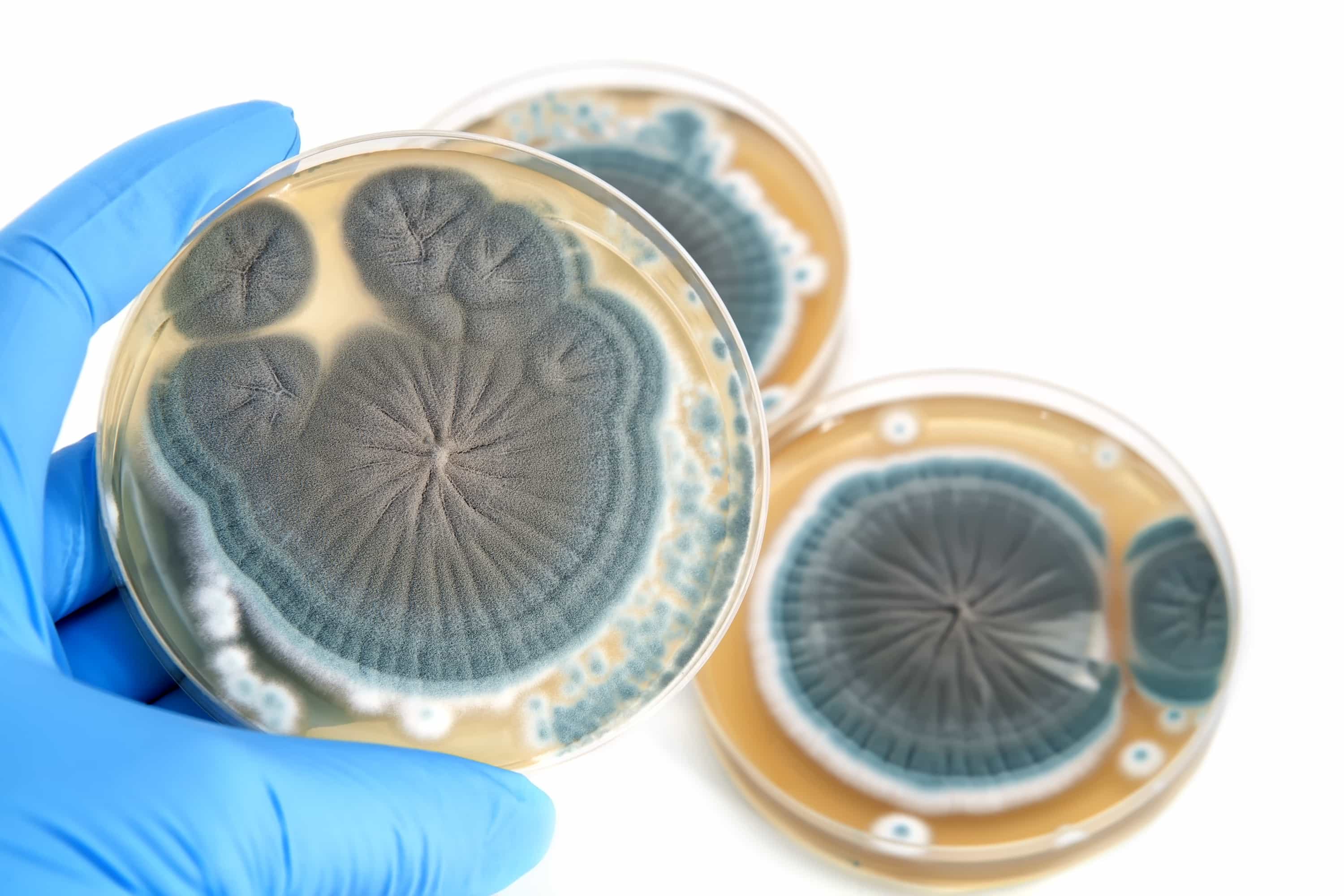 Testing for Penicillium fungi using an agar plate