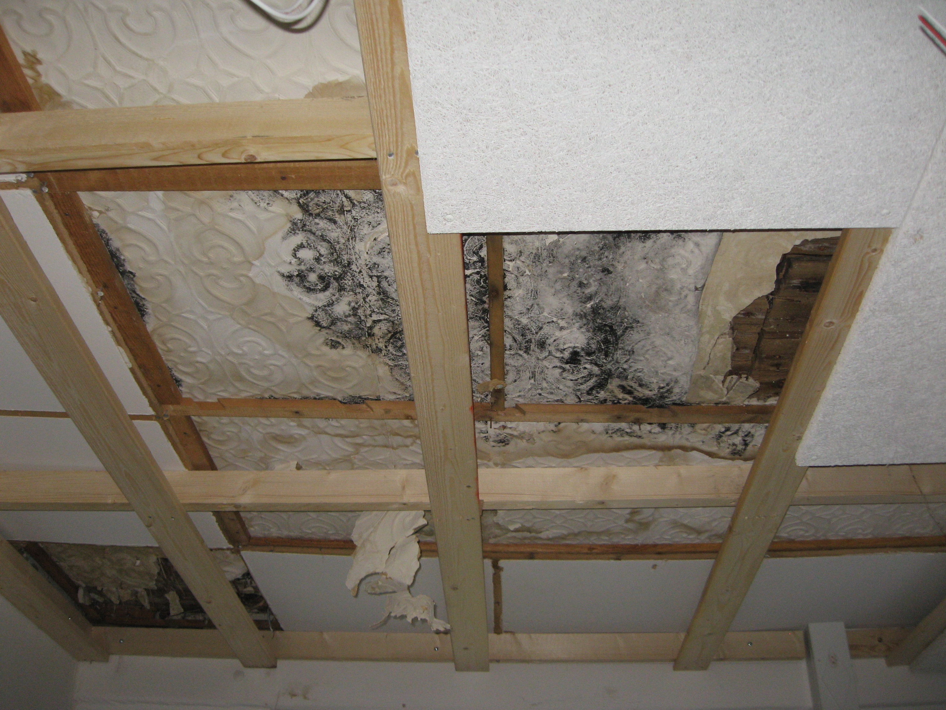Use our mould test to detect mould growing in your home - HouseTest